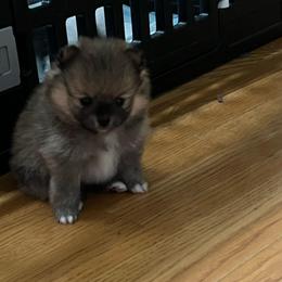 Koda - Tri-colored male Pomeranian puppy in Randleman, North Carolina from Luxurious Poms