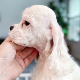 Girl 2 High quality and priced accordingly - Red and white female Cocker Spaniel puppy in Texas from Sisu Cockers