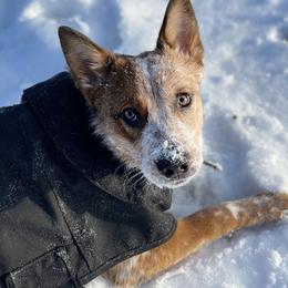 Roxy - Australian Cattle Dog