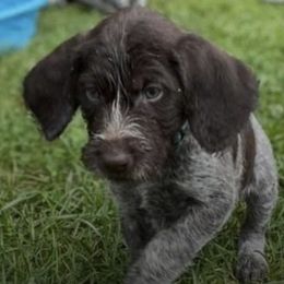 German Wirehaired Pointers from Rivière’s kennel