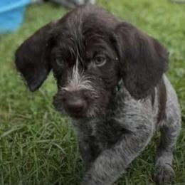 German Wirehaired Pointers from Rivière’s kennel