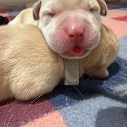 Milky Way - Yellow male Labrador Retriever puppy in Eugene, Oregon from LakeHouse Labrador Retriever LLC