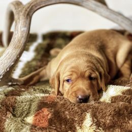 German Shorthaired Pointer, Labrador Retriever, and Working Cross Puppies from Upland Valley Kennels