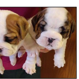 Bulldog Puppies from Big Pine Bulldogs