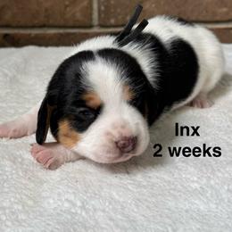 Inx - Black white and tan male Beagle puppy in Rogersville, Missouri from Hales Little Beagle Haven
