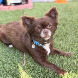Chewie - Chocolate and white male Chihuahua puppy in Palm Coast, Florida from Fiesta Pups