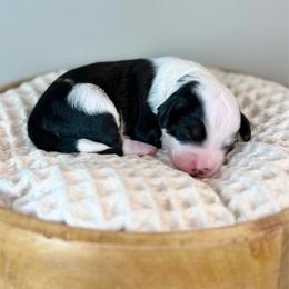 Pickles - Black tri-color male Aussiedoodle puppy in Adams, Nebraska from Boxcar Doodles and Poodles