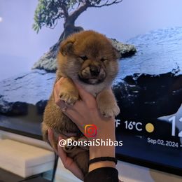 ZORO - Red male Shiba Inu puppy in Minnesota from BonsaiShibas