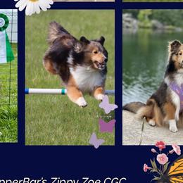 Shetland Sheepdogs from Lexy Hannon