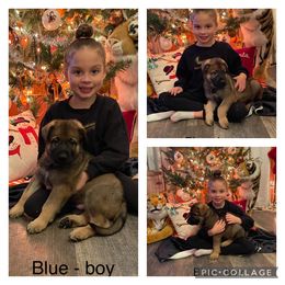 German Shepherd Puppies from Georgene German Shepherds