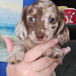 Chocolate dapple - Dapple female Dachshund puppy in Port Charlotte, Florida from Vicki's Dachshund Crossing