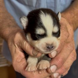 Oreo - Black and white male Pomsky puppy in Spring Hill, Florida from PDQ Pomskies