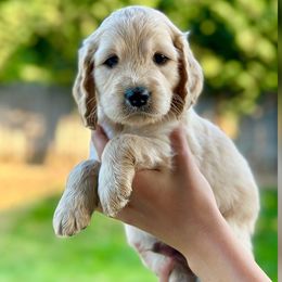 Boo - Cream Goldendoodle puppy in Salem, Oregon from Capital Doodles