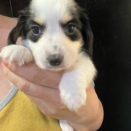 Lovey Girl 1 - Piebald female Dachshund puppy in Bigfork, Minnesota from Dachshunds Up North