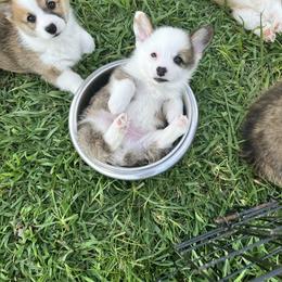 Miniature Australian Shepherd and Pembroke Welsh Corgi Puppies from Fluffy Butt Acres