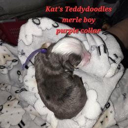 Boy 5 - Merle male Bernedoodle puppy in Schertz, Texas from Kat's Teddydoodles