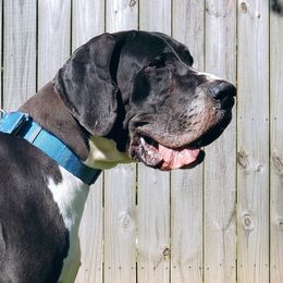 Mary Jane - Great Dane