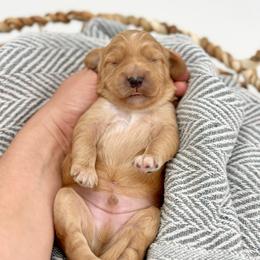 Sunny - Apricot male Goldendoodle puppy in Queen Creek, Arizona from Goldendoodle AZ