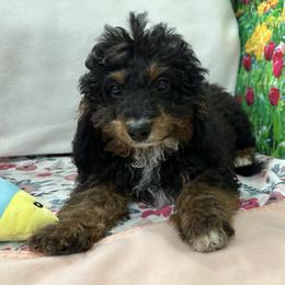 Klinner - Tri-color male Cavapoo puppy in Shipshewana, Indiana from Shelli's Puppies