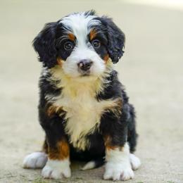 Acura - Tri-color female Bernedoodle puppy in Dundee, Ohio from Down Home Doodle
