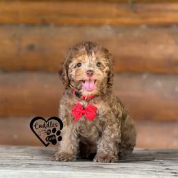 Tyson (brown sable) - Sable male Poodle puppy in Nashville, Arkansas from Cuddles n Curls