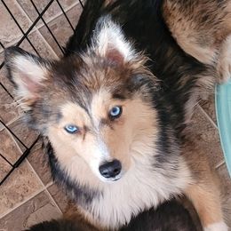 Sage - Pomsky