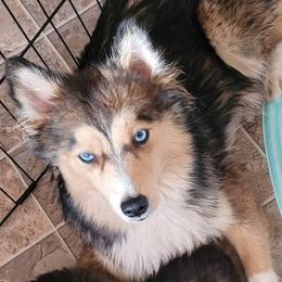 Sage - Pomsky