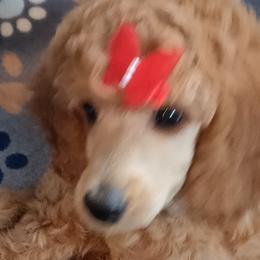 Poodles from Maria White