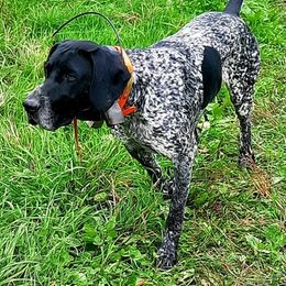 German Shorthaired Pointers from Janice's German Shorthaired Pointers
