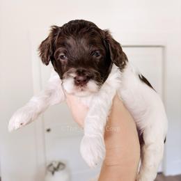 Marshmallow - Chocolate female Goldendoodle puppy in Syracuse, Indiana from The Doodle Cove