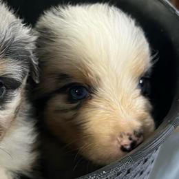 Boy 6 - Blue merle male Australian Shepherd puppy in Welda, Kansas from McDaniel Aussies of Kansas LLC