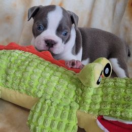 Juliet - Seal and white Boston Terrier puppy in Katy, Texas from Mei's Boston Terriers