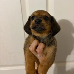 Frappuccino - Red male Dachshund puppy in Conroe, Texas from R&M Dachshunds