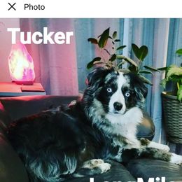 Australian Shepherd Puppies from Becki Hamann