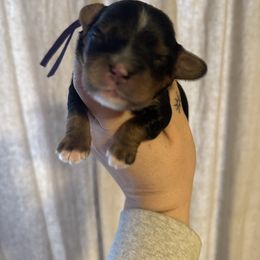 Purple - Black and tan male Cavapoo puppy in Linden, Michigan from Maple Drive Doodles