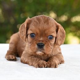 Girl 1 - Ruby female Cavalier King Charles Spaniel puppy in Lawton, Oklahoma from Lindsey’s Cavies