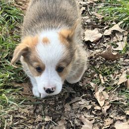 Bear - Sable male Pembroke Welsh Corgi puppy in Millsap, Texas from Punchy Pembroke Ranch