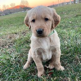 Green - Golden male Golden Retriever puppy in Mount Carmel, Tennessee from HS Goldens