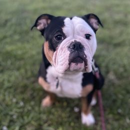 Bulldogs from Bay Area Bulldogs