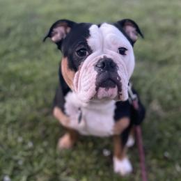 Bulldogs from Bay Area Bulldogs