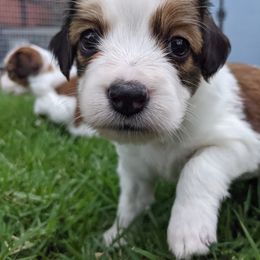 Nederlandse Kooikerhondje Puppies from Lenders Land
