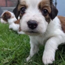 Nederlandse Kooikerhondje Puppies from Lenders Land