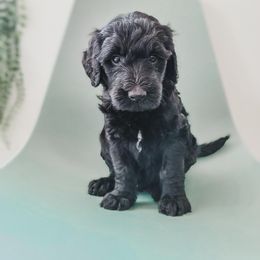 Goldendoodle, Labradoodle, and Poodle Puppies from Noble Friend Breeders LLC