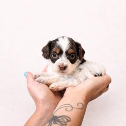 Nutmeg - Chocolate female Cavapoo puppy in Beech Island, South Carolina from New Moon Farm Canines