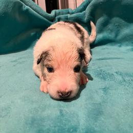 Cork - Blue merle male Border Collie puppy in Holden, Missouri from Spotted Feather Farm