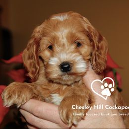 Cockapoo Puppies from Chesley Hill Cockapoos