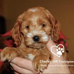 Cockapoo Puppies from Chesley Hill Cockapoos