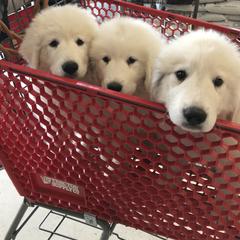 Great Pyrenees Puppies from Dancing Cloud Great Pyrenees