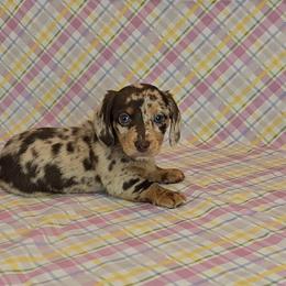 Dachshund Puppies from Newbern's Nuggets