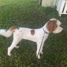 Aussiedoodles, Goldendoodles, and Sheepadoodles from The Yuppy Puppy Doodle Company